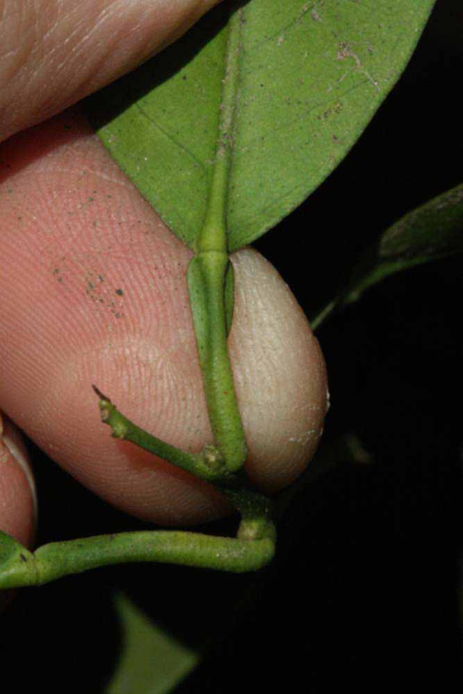              Petiole (Riverside, CA)       